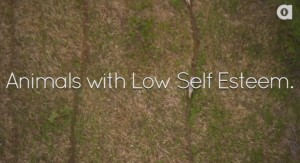 Animals With Low Self Esteem
