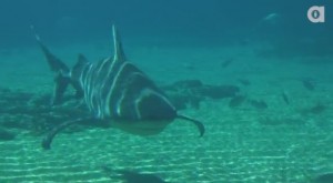 Are bull sharks the most dangerous?