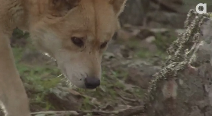 Australia’s top predator The Dingo