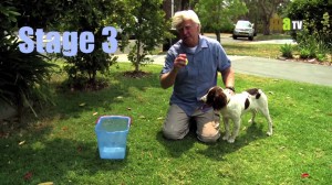 Find out how smart your dog is