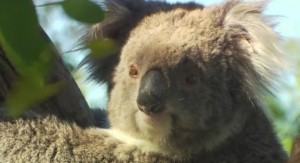 Koalas aren't actually bears