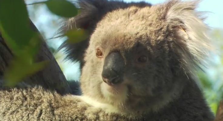 Koalas are not actually bears