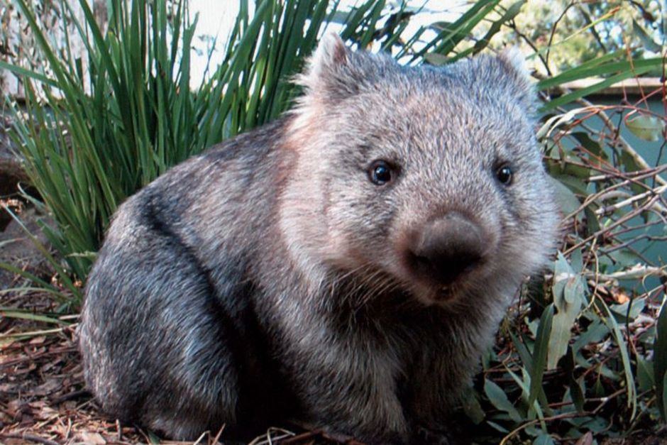 Learn more about Wombats!