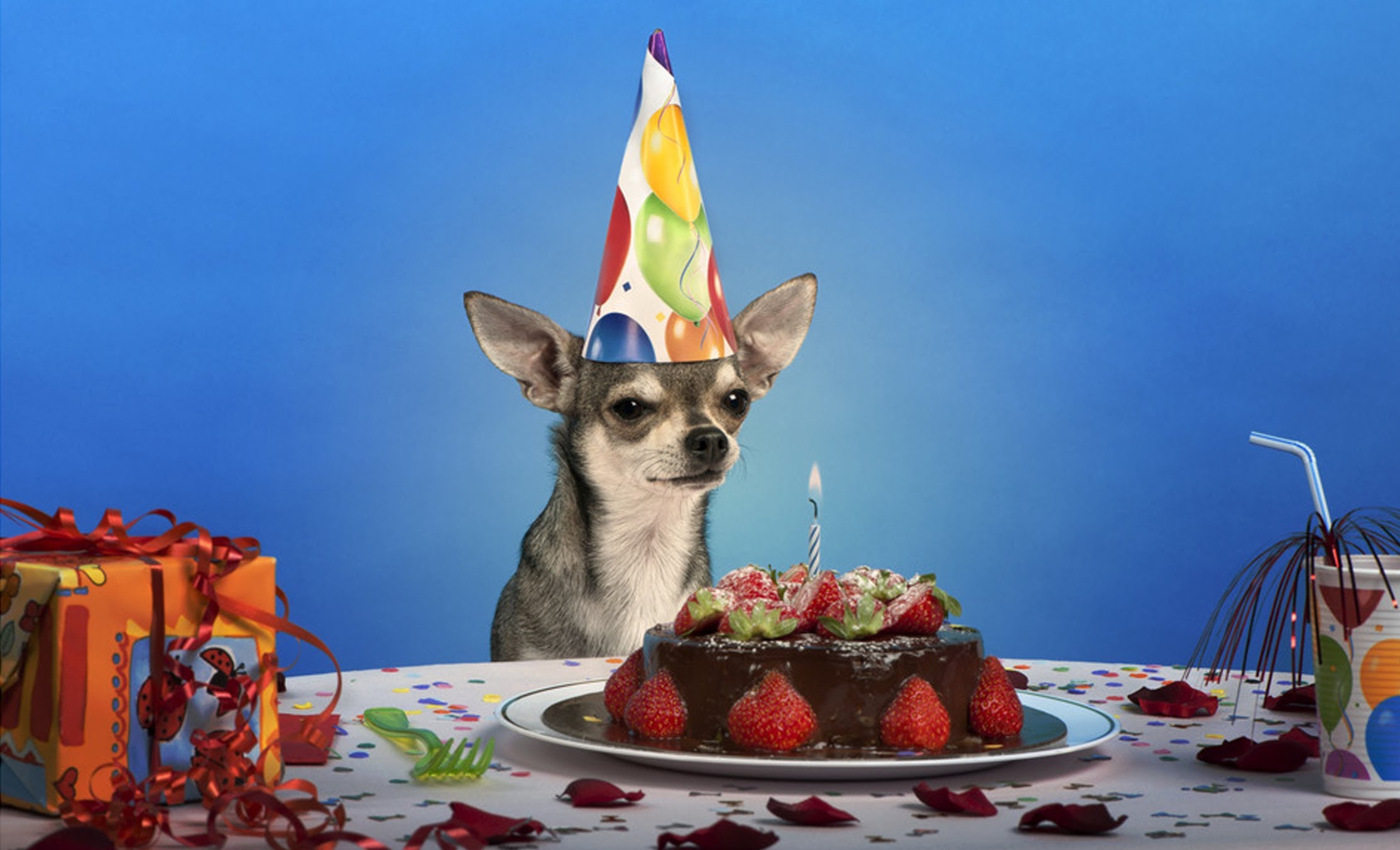 How to make a dog friendly birthday cake