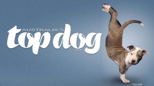 australias top dog talent dog low rez