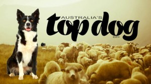 australias top dog working dog low rez