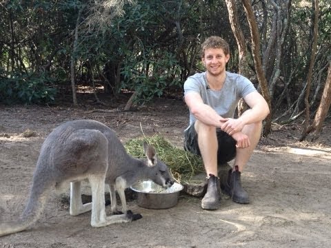 This guy lives with 40 Kangaroos!