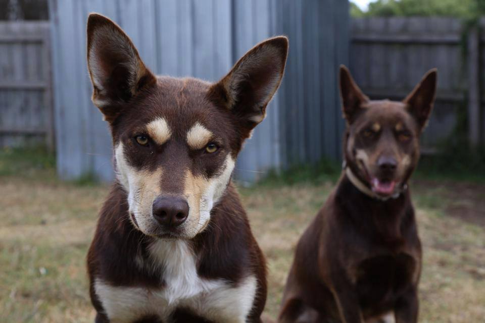 Australian Working Dog Rescue Int