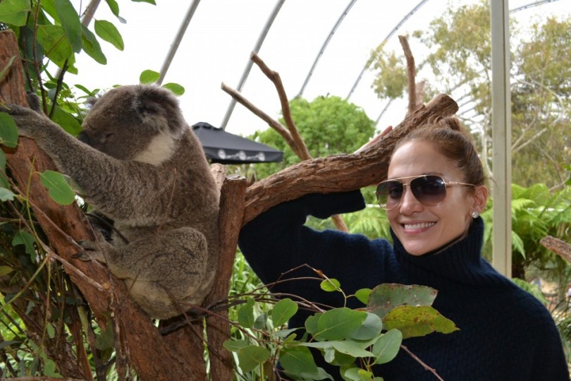 Why is this Koala Australia’s Celebrity Magnet?