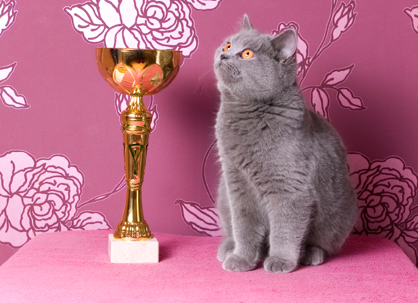 Does your CAT have what it takes to win ‘Best in Show’?