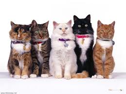 Which cat breeds make awesome Pets!