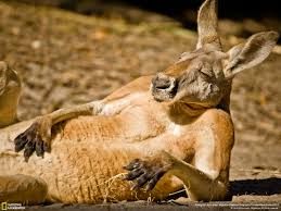 Why did this Kangaroo stop hopping?