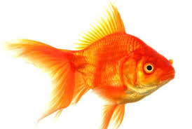 OMG! Why did this goldfish change colour?