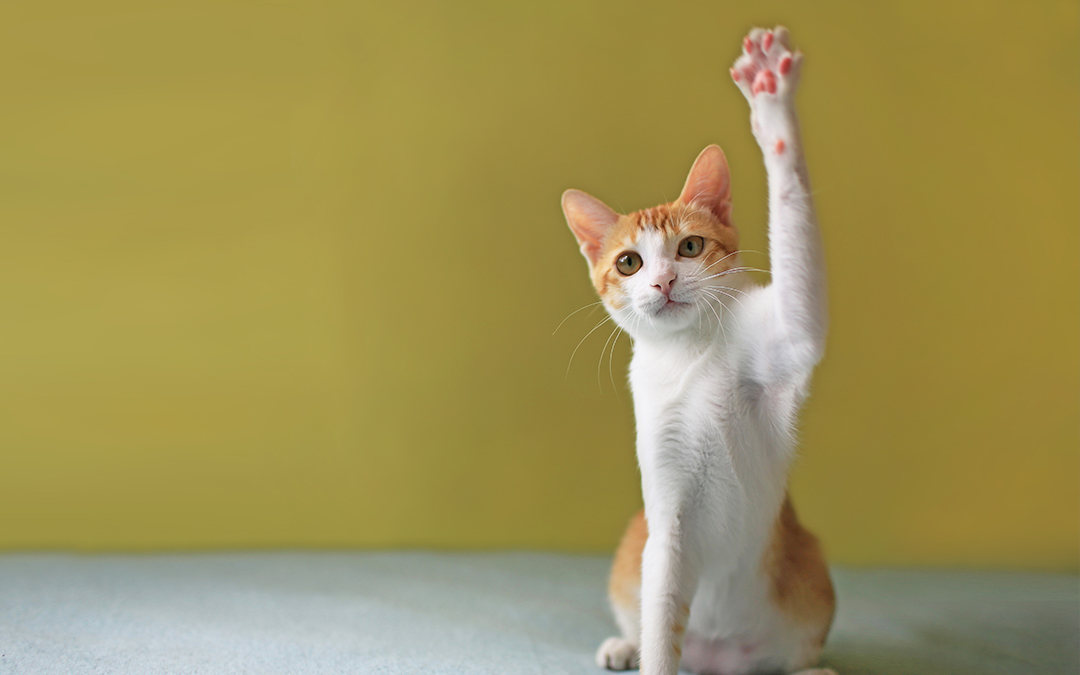 Train your cat to wave goodbye!