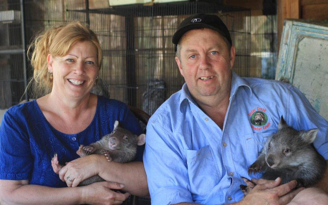 Meet the couple who run a Wombat ER!