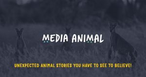 Media Animal