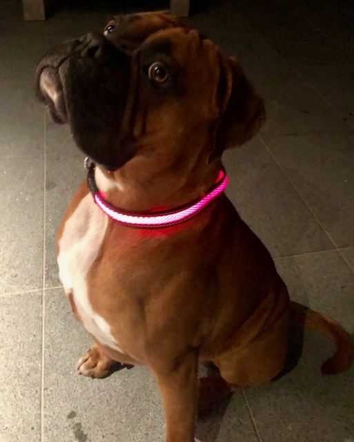 Stay safe glow in the dark dog collar and lead