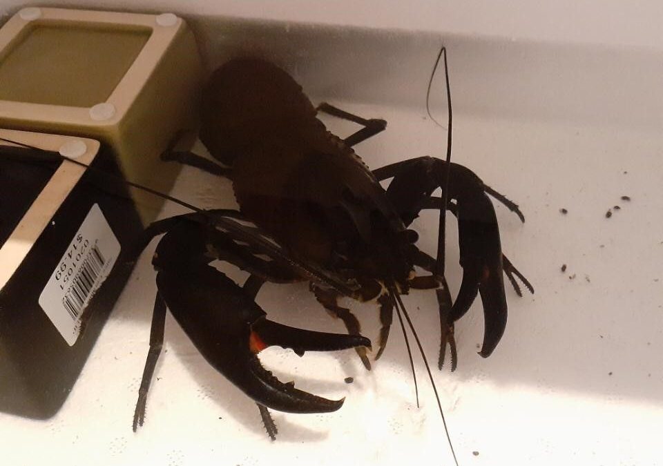 Crayfish Rescued From Sydney Dumpster!